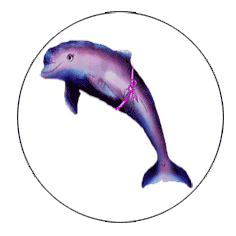 delfincirkel